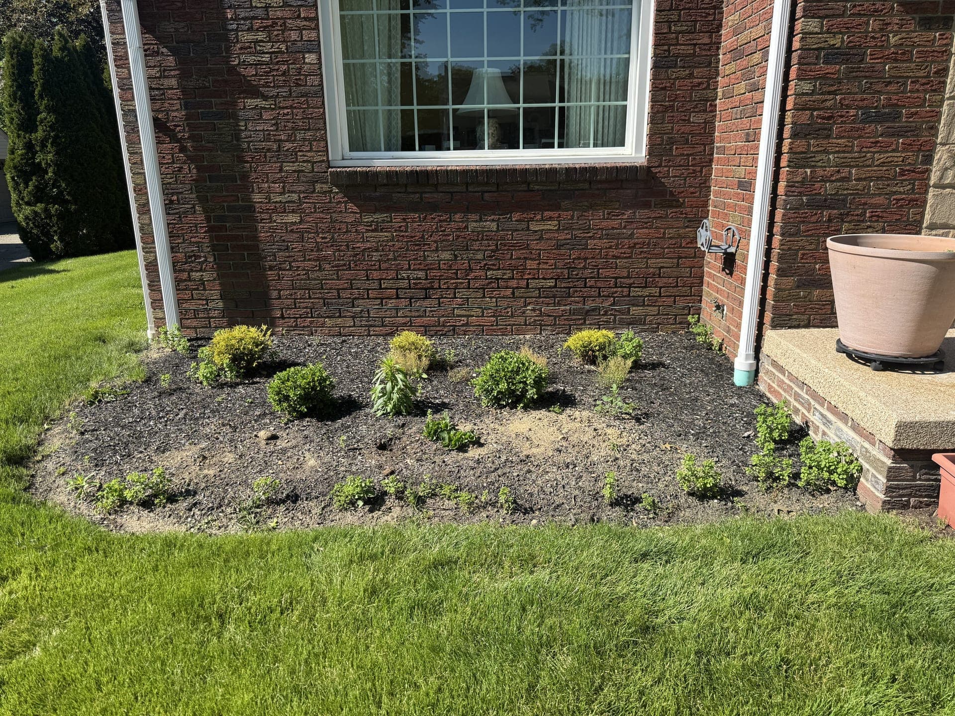 Tired mulch around trees before refresh
